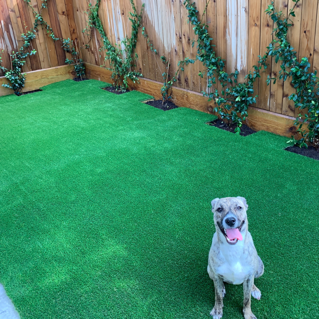 Pets 1200x500