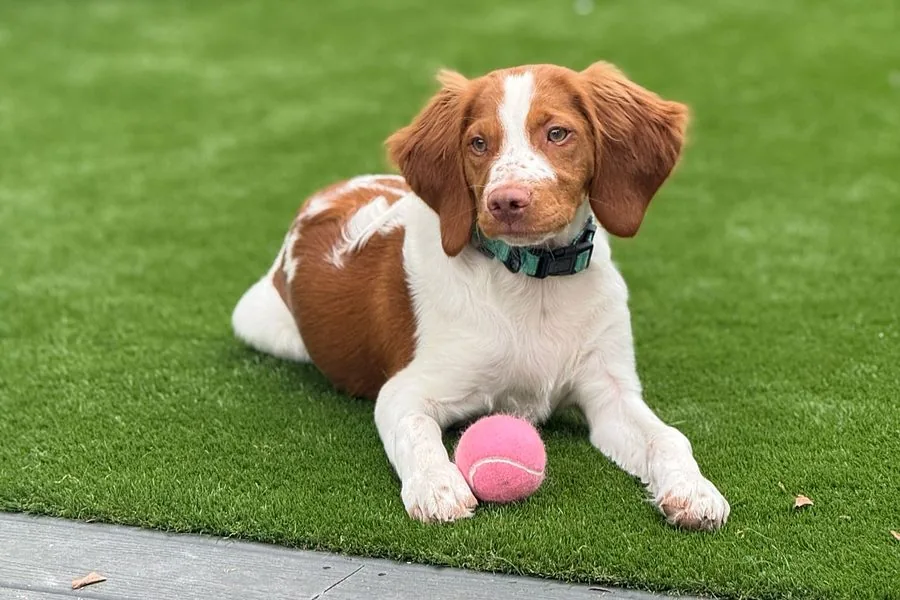 Brittany spaniel puppy lying on soft artificial pet turf with a tennis ball